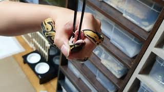 볼파이톤 베이비 어시피딩 assisted feeding baby ballpython