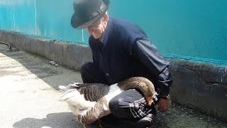 Уникальный гусь! КБР, Терский район