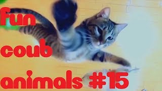FUN coub animals #15  / видеоприколы / coub 2019 / животные / смешные животные / приколы 2019 / cube