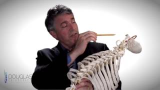 Destin, FL Chiropractor - Why and How Chiropractic Works