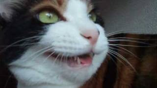 猫の声がかわいい時 - Cute meow voice of my cat.