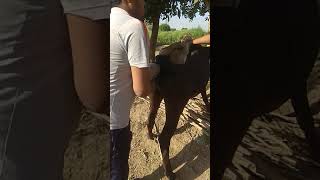 Artificial insemination in com with sex sorted semen