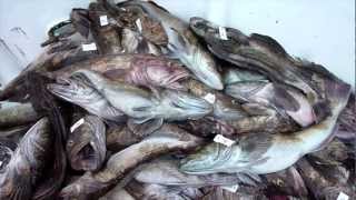 Mirage Sportfishing 2 day - 06.21.11 to 06.23.11 Lingcod Slayage