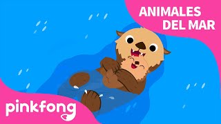 Nutria de Mar | Animales del Mar | Pinkfong Canciones Infantiles