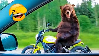 Best Funny Animal Videos Of The 2022 ???? - Funny Farm And Wild Animals Videos