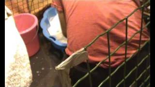 Flea dip (part 3)