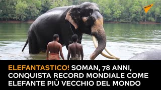 Elefantastico! Soman, 78 anni, conquista il record mondiale come elefante più vecchio del mondo
