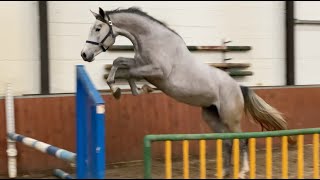 MY NEW HORSE (Meet Fernanda!)
