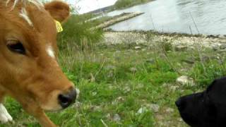 Curious young and funny cow teasing  Laika dog