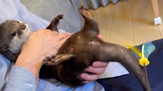 カワウソの尻尾と遊ぶ猫と With a cat playing with an otter's tail