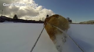 fluffy butt & powder snow / コーギーのモフケツとパウダースノー 20140205 Goro@Welsh corgi slow motion スローモーション