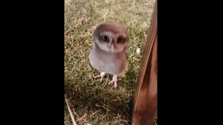 World's Cutest baby owl with beautiful eyes.