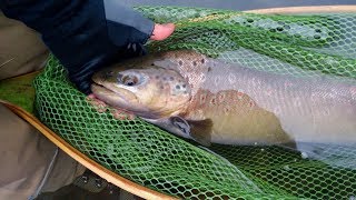 ? Русская рыбалка 4 ✅ Russian Fishing 4 ✅ 29.06.2019 ✅ 18+! ✅ Ладога - плотва, палия и щука ?