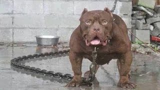 LAS 10 RAZAS DE PERROS MÁS FUERTES DEL MUNDO / TOP 10 STRONGEST DOGS IN THE WORLD