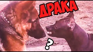 фаина питбуль, встреча с немецкой овчаркой и таксой!!!! прогулка без поводка