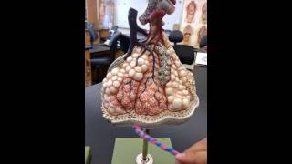 Alveoli Model