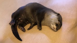 赤ちゃんになってしまったカワウソと猫 Otter and cat as a baby