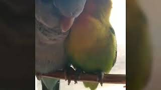愛してる ?