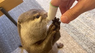 飼い主の指の怪我を心配してくれてそうなカワウソ otter that seems to be worried about his owner's injured finger.