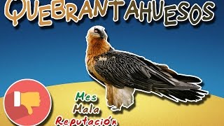 Quebrantahuesos |El buitre come huesos| (Animales del Mundo |Mes mala reputación|