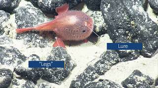 Yawning Chaunacops Anglerfish Shows off Amazing Morphology | Nautilus Live