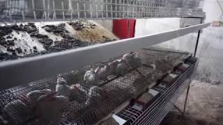 Мельник розкритикував наші клітки а ми зекономили 15К$