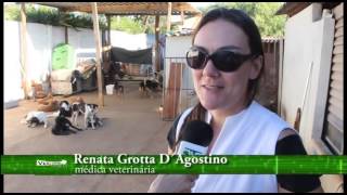 Ver Ação William abrigo animais