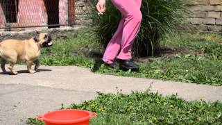 French Buldog - Calamity Jane aka Lenka 2 years old