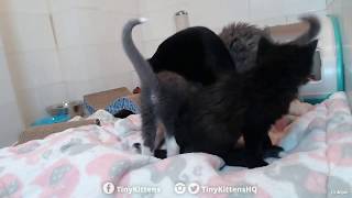Ferocious Blanket Monster Attacks Mom!  TinyKittens.com