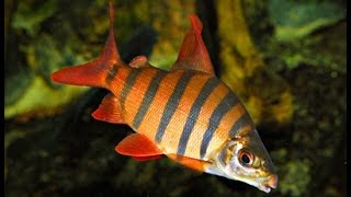 Distichodus sexfasciatus Дистиходус шестиполосый или Дистиходус-зебра