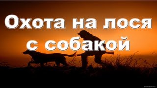 Охота на лося с собакой видео онлайн 2012-2013 Moose hunting with dog in Russia.