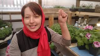 РАСКРЫВАЮ ТАЙНЫ . ОТВЕЧАЮ ОТКРОВЕННО   НА 21  ВОПРОС