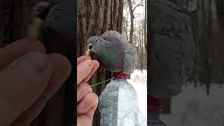 Ещё про голубя и орехи / More about pigeon and nuts