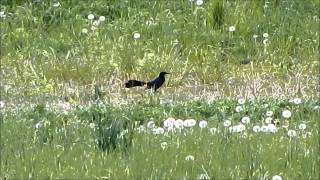 GTGR, Hill Spring, AB, May 27, 2015