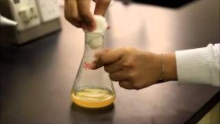 lab1:Making & pouring agar plates By UQU Biologist