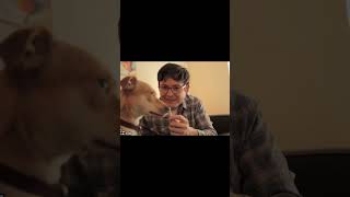 The results of your dog’s DNA test might surprise you… #shorts