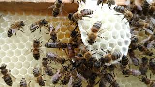 Украинская степная пчела - матка 2017 гр #мед #honey #bal #украинскаястепная #степова