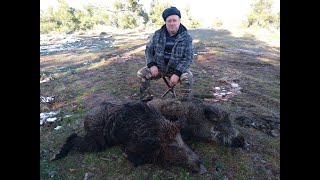 Deliorman postası ile domuz avı - Sındırgı 09.02.2020 / wild boar hunting / охота на кабана
