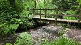 Sleepy Time ???? Gentle Stream Sounds in Forest | Flowing Water Sounds for Sleeping, Insomnia, Relaxing