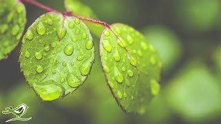 Peder B. Helland - Deep In The Forest (Official Audio)