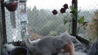 Прикольные кошки на http://british-chinchilla.dp.ua