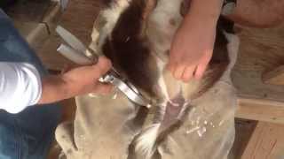 Neutering a goat using a Burdizzo. (AKA: Emasculatome; variation: Ritchey Nipper)