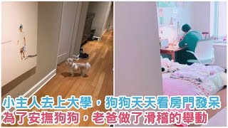 小主人去上大學，狗狗天天看房門發呆！為了安撫女兒的狗，老爸竟然做了一個可愛又滑稽的舉動...