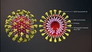 Wuhan Novel Coronavirus (2019-NCov)
