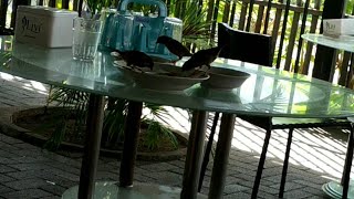 BURUNG YANG SUKA MAKAN DI RUMAH MAKAN. HABIS ORANG DATANGLAH BURUNG.