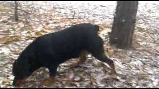 Проект от Пнд 18 Апр 2011 06:37:12