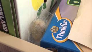 Гусеница тутового шелкопряда доплетает кокон изнутри