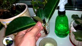 Фикус лировидный Ficus lyrata черенкование Размножение
