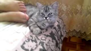 кот не лижет свою лапу а сосёт!!!