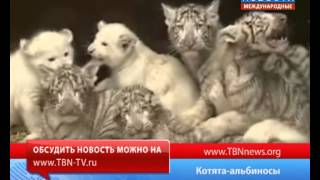 Котята альбиносы